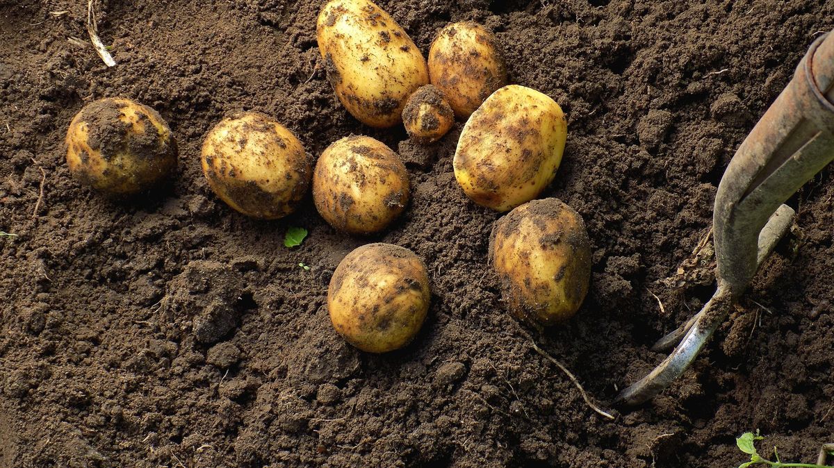 Úroda obilovin bude asi o pět procent vyšší než loni, méně bude brambor